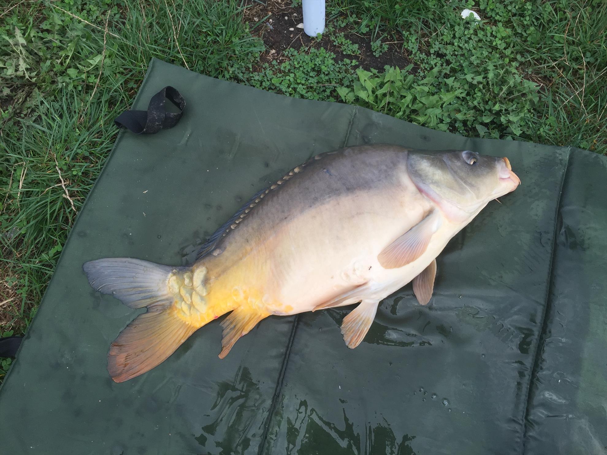 Balta Cristian jud.Brasov 26 septembrie 2015 - img3003.JPG